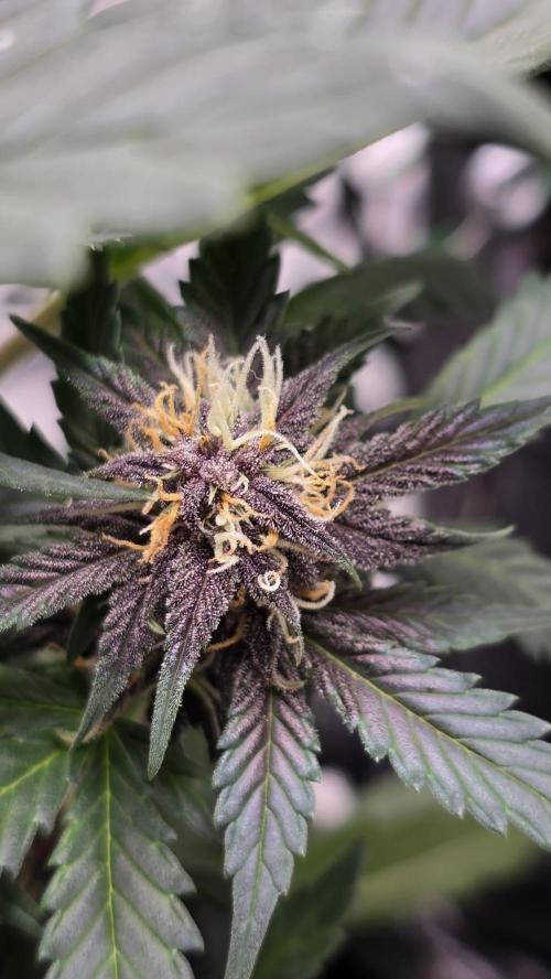 Juicy Berry Lust. Week 7