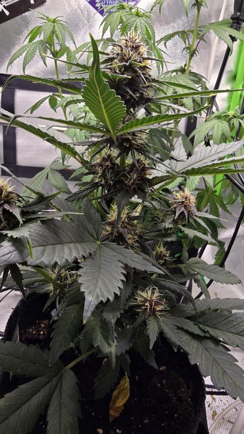 Juicy Berry Lust. Week 7