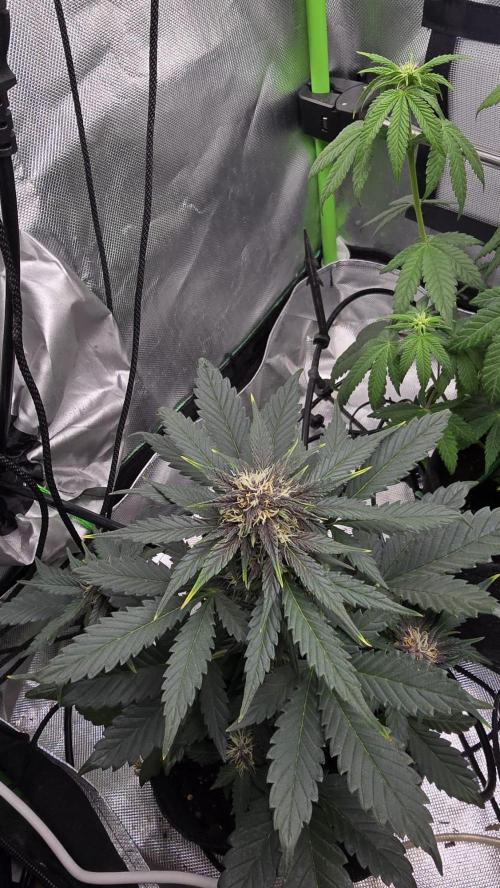 Juicy Berry Lust. Week 7