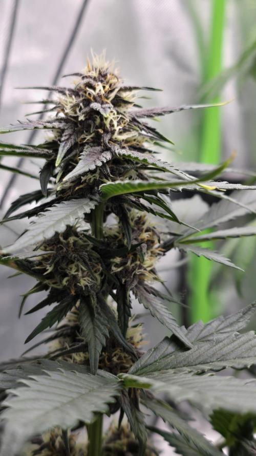 Juicy Berry Lust. Week 7