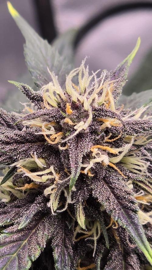 Juicy Berry Lust. Week 7