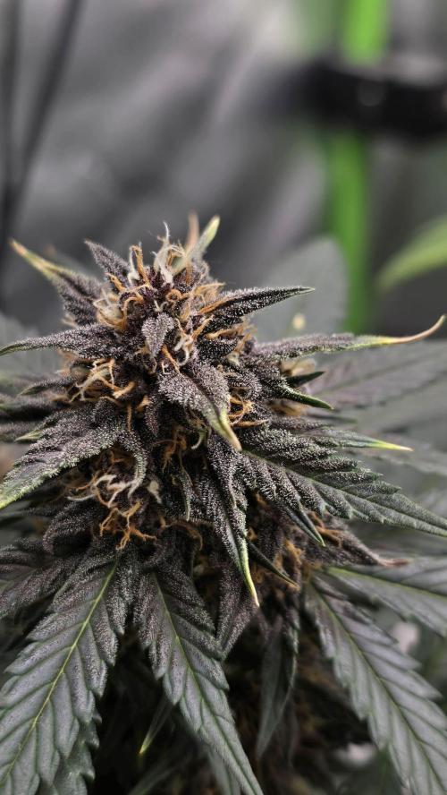 Juicy Berry Lust. Week 8