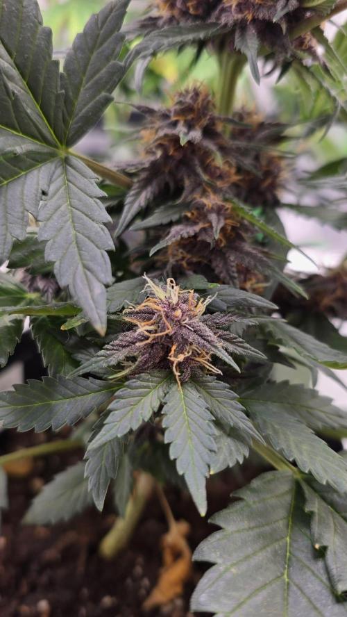 Juicy Berry Lust. Week 8