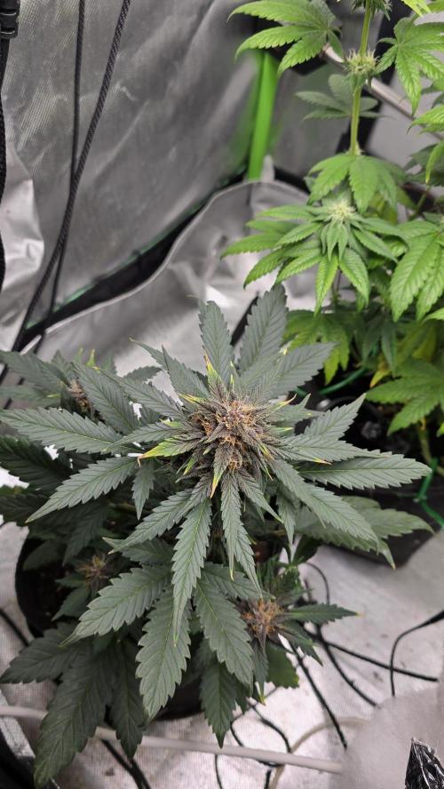 Juicy Berry Lust. Week 8