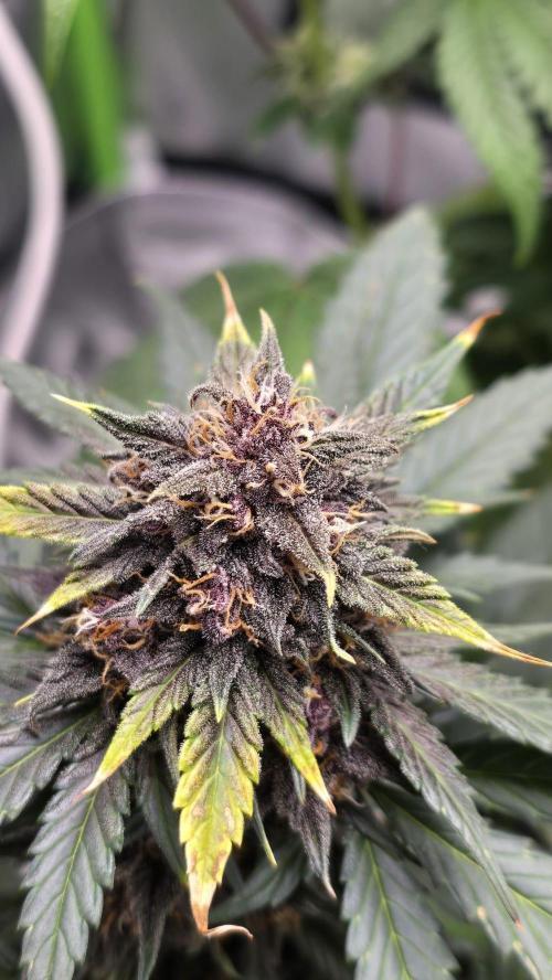 Juicy Berry Lust. Week 9