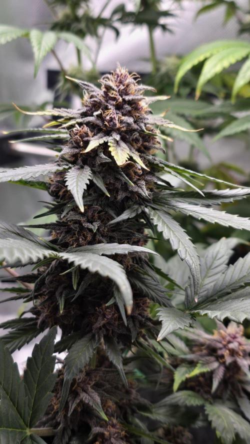 Juicy Berry Lust. Week 9
