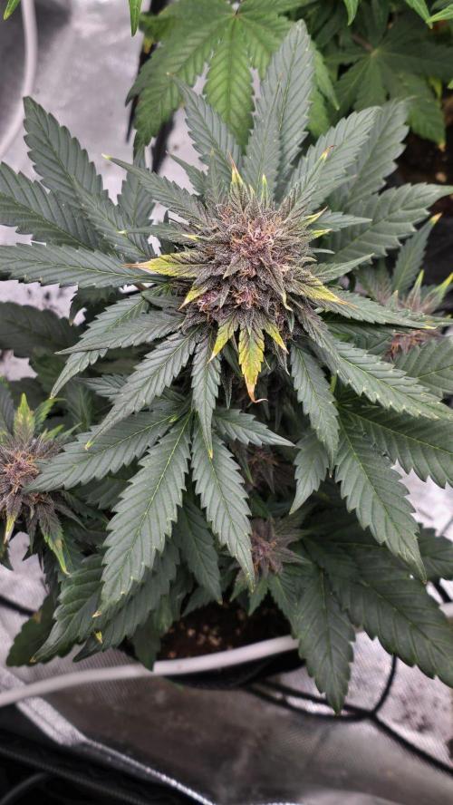 Juicy Berry Lust. Week 9