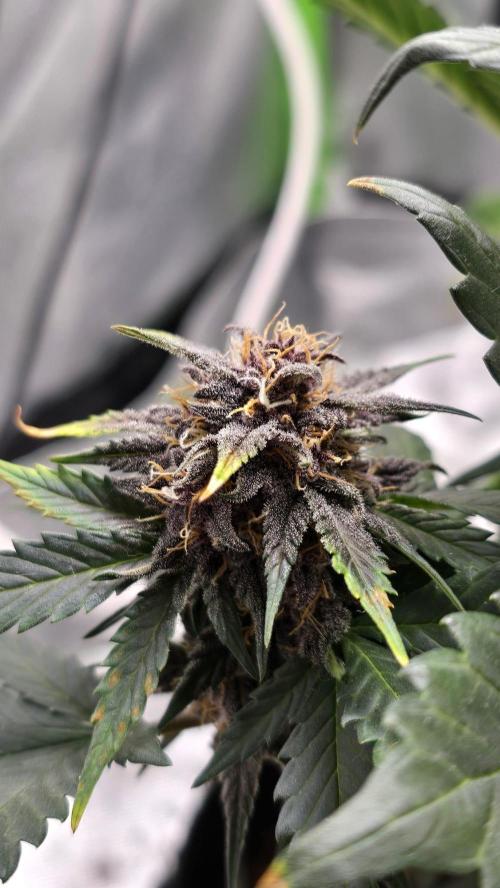 Juicy Berry Lust. Week 9