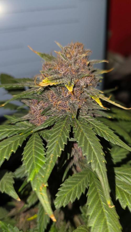 Juicy Berry Lust. Week 10