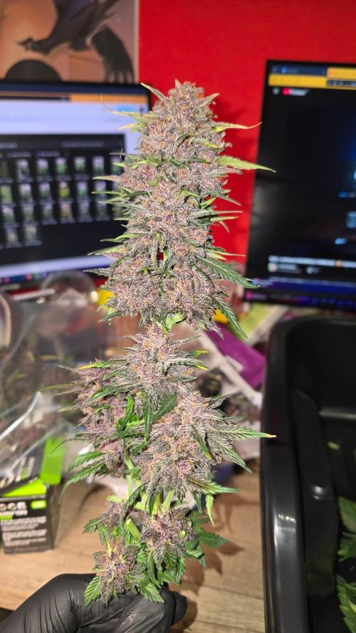 Juicy Berry Lust. Week 10