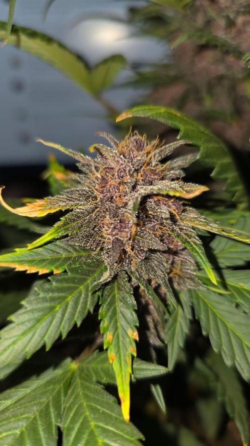 Juicy Berry Lust. Week 10