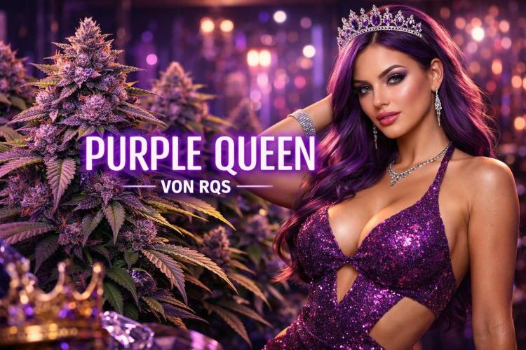 Purple Queen's Royal Rush. Week 0