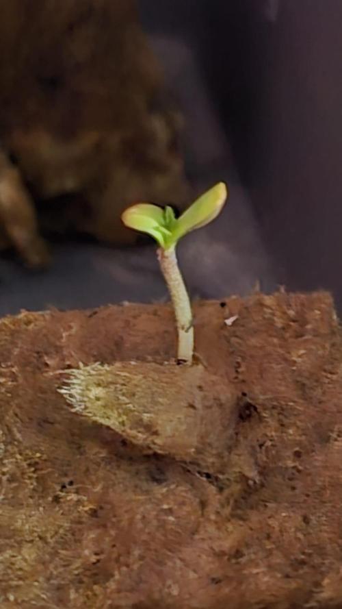 Purple Queen's Royal Rush. Week 0