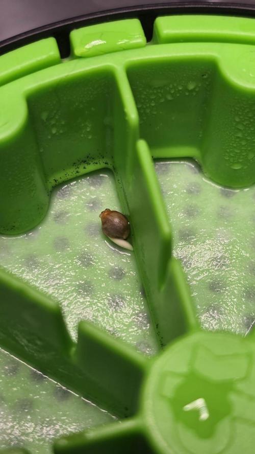 Purple Queen's Royal Rush. Week 0