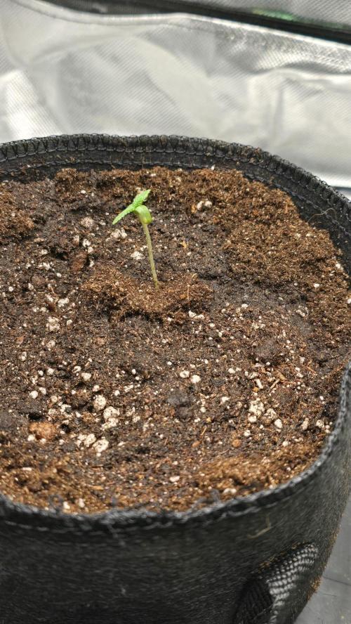 Purple Queen's Royal Rush. Week 1