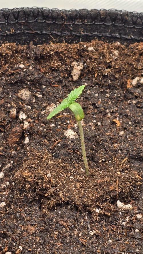 Purple Queen's Royal Rush. Week 1