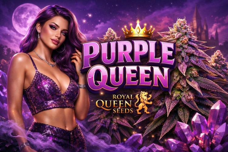 Purple Queen's Royal Rush. Week 1