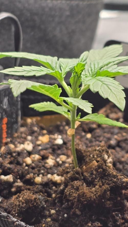 Purple Queen's Royal Rush. Week 2
