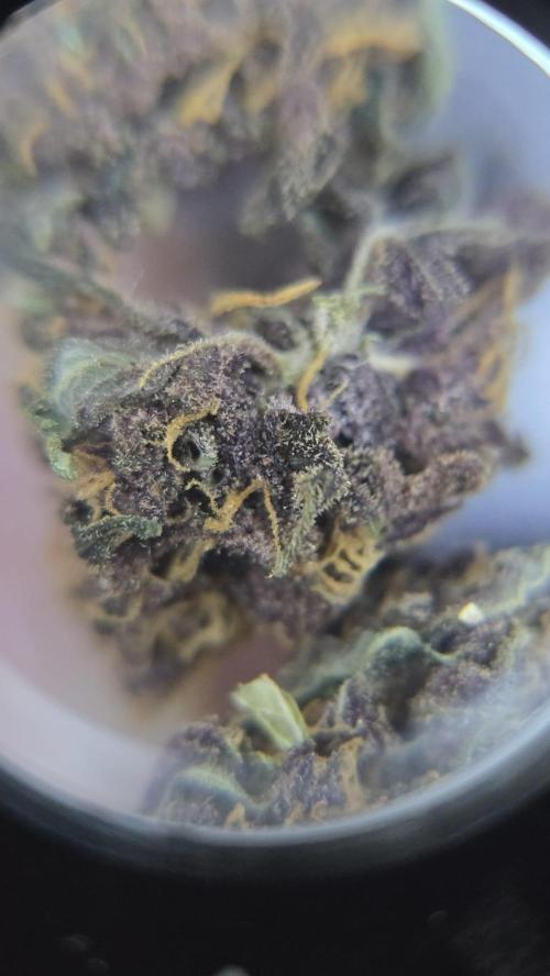 Juicy Berry Lust. Week 10