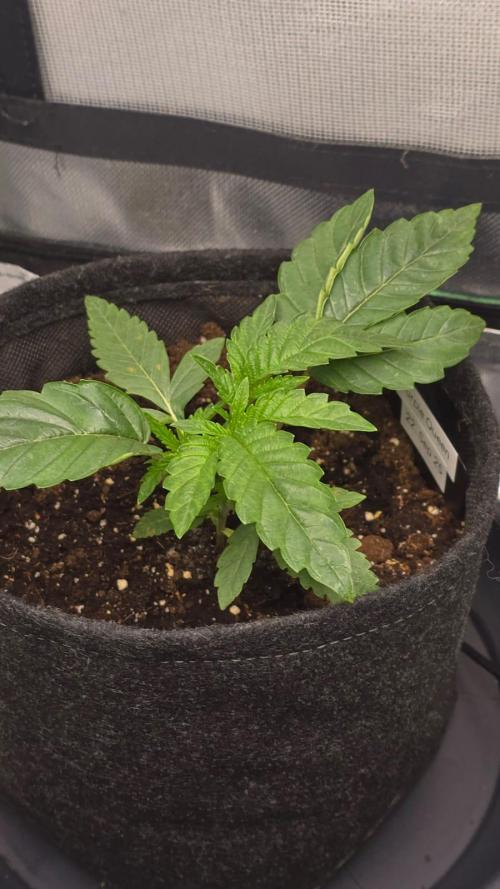 Purple Queen's Royal Rush. Week 3
