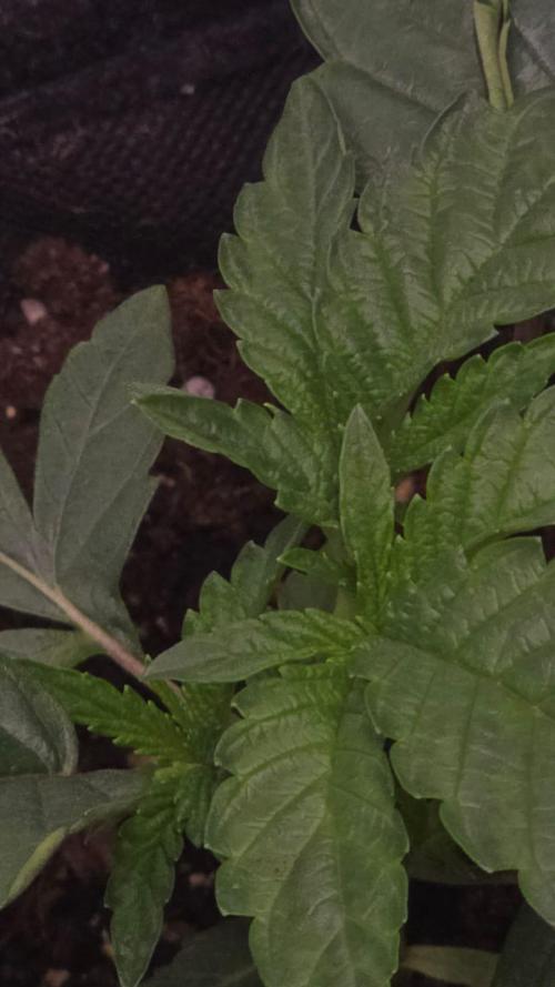 Purple Queen's Royal Rush. Week 3