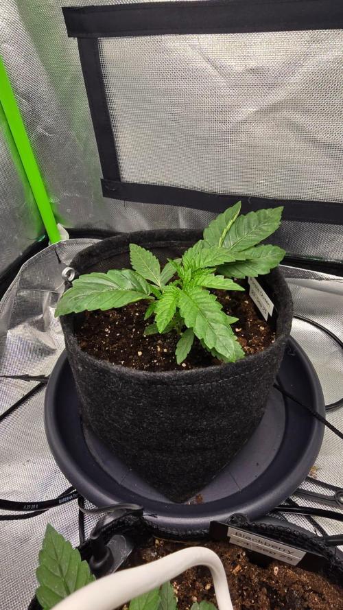 Purple Queen's Royal Rush. Week 3