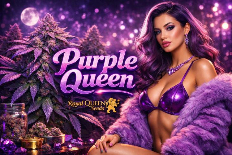 Purple Queen. Week 3