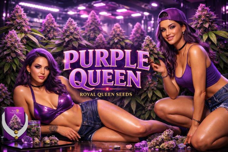 Purple Queen. Week 4