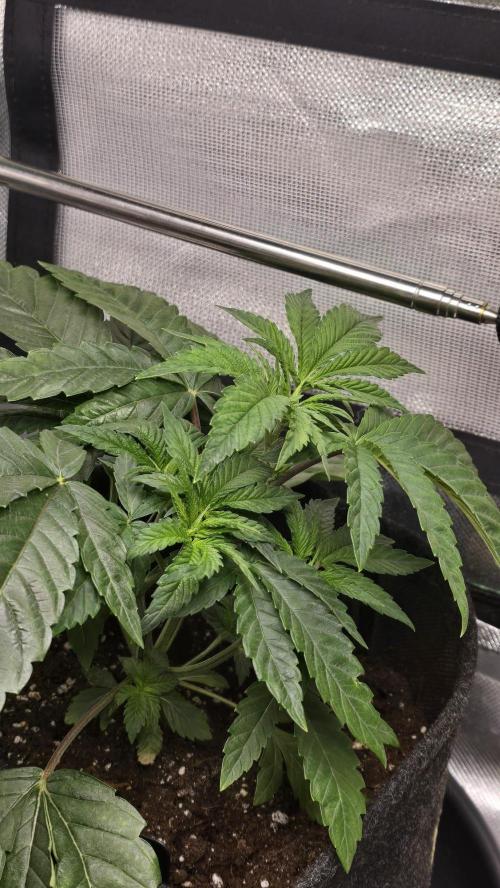 Purple Queen's Royal Rush. Week 4