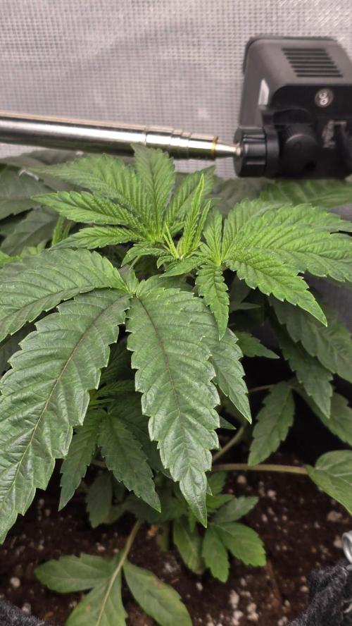 Purple Queen's Royal Rush. Week 4