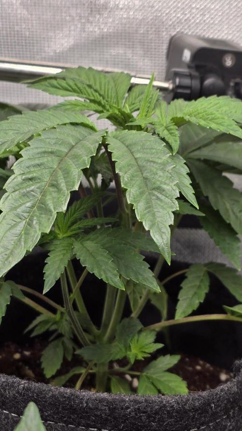 Purple Queen's Royal Rush. Week 4