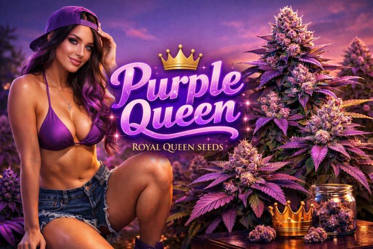 Purple Queen. Week 5