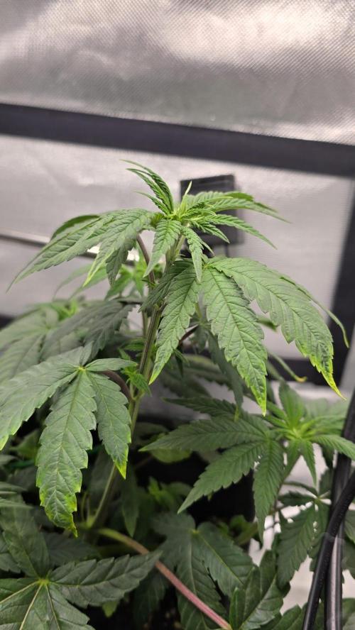 Purple Queen's Royal Rush. Week 5