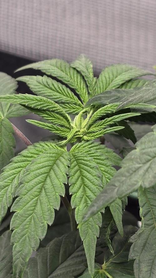 Purple Queen's Royal Rush. Week 5