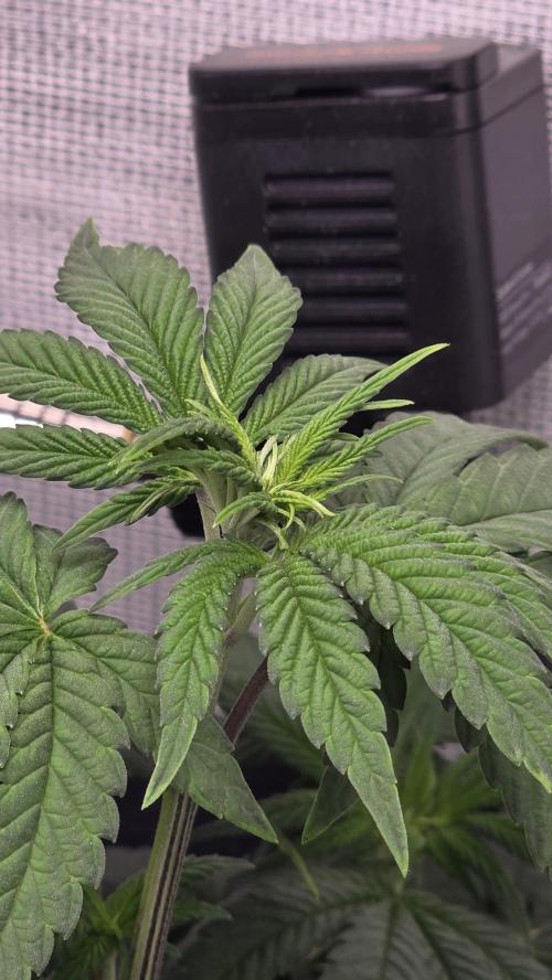 Purple Queen's Royal Rush. Week 5