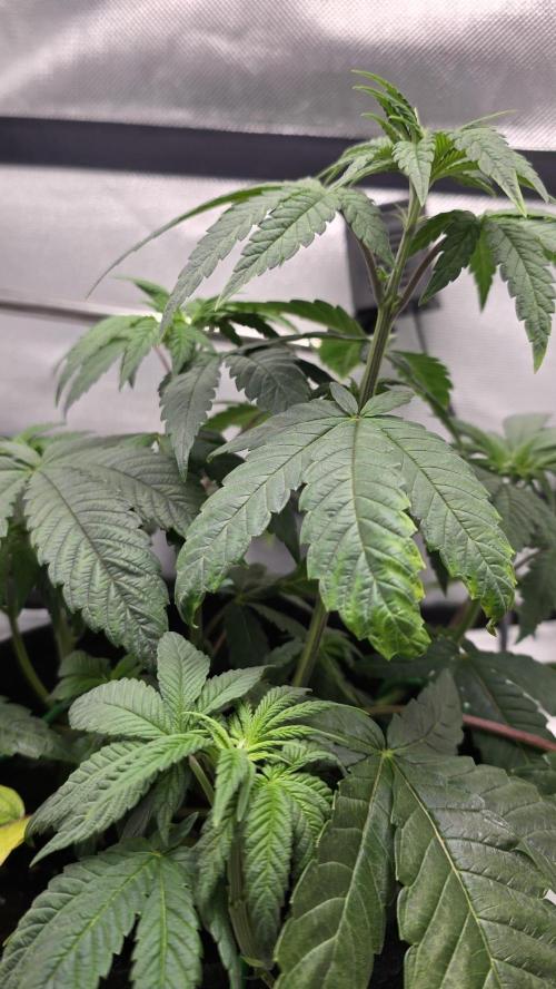 Purple Queen's Royal Rush. Week 5