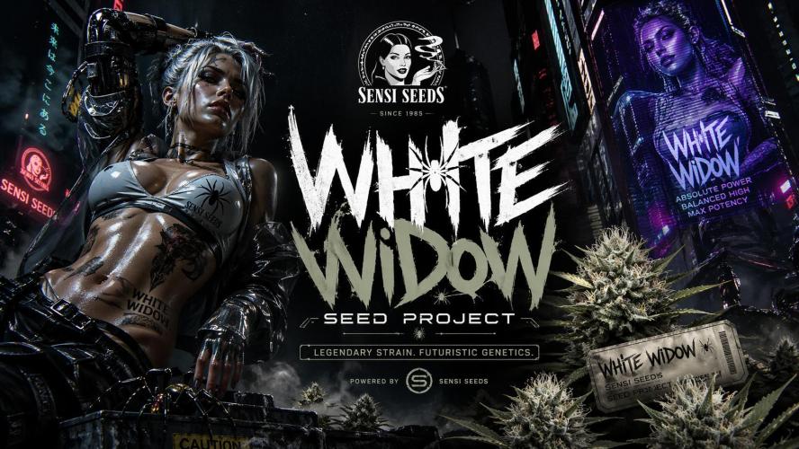 The Widow’s Garden. Week 11