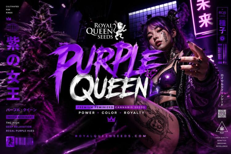 Purple Queen. Week 6