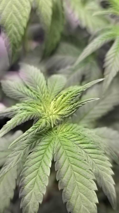 Purple Queen's Royal Rush. Week 6