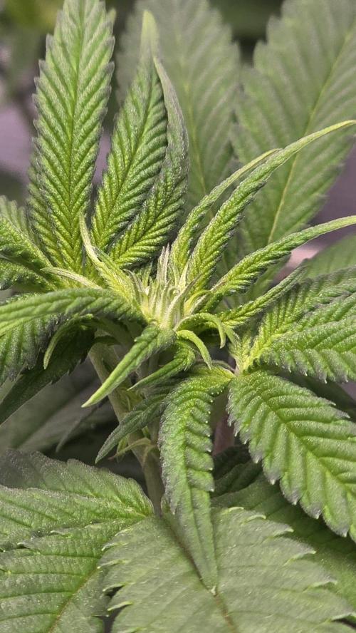Purple Queen's Royal Rush. Week 6