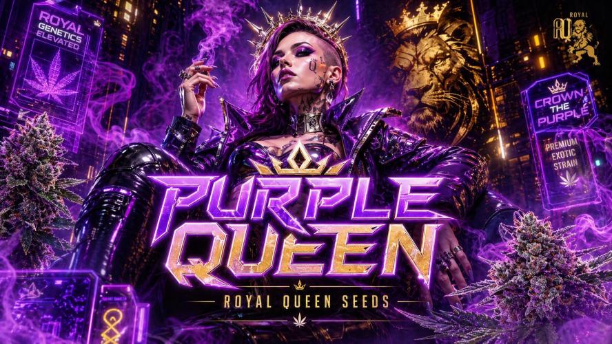 Purple Queen. Week 7