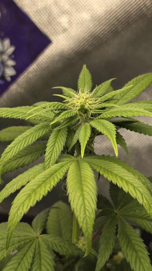 Purple Queen's Royal Rush. Week 7