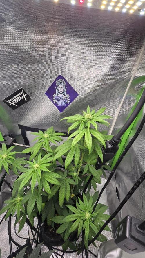 Purple Queen's Royal Rush. Week 7