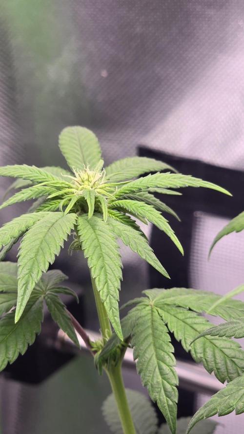 Purple Queen's Royal Rush. Week 7