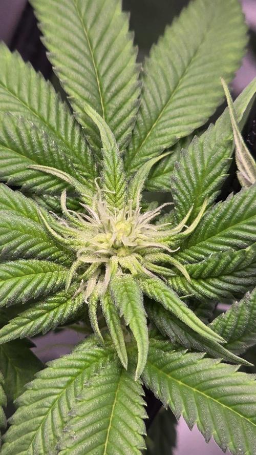 Purple Queen's Royal Rush. Week 7