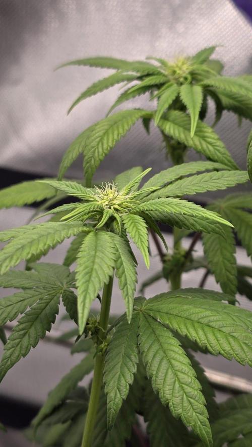 Purple Queen's Royal Rush. Week 7