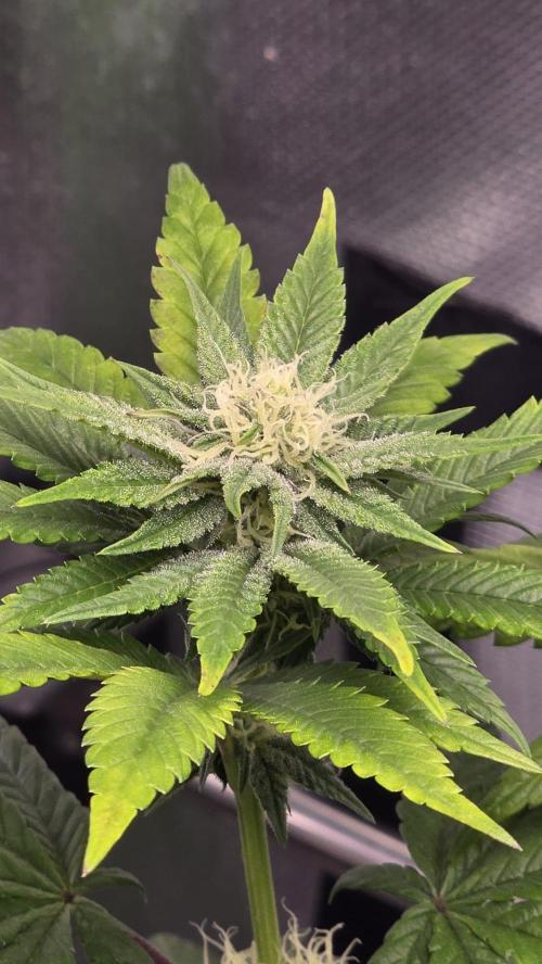 Purple Queen's Royal Rush. Week 8