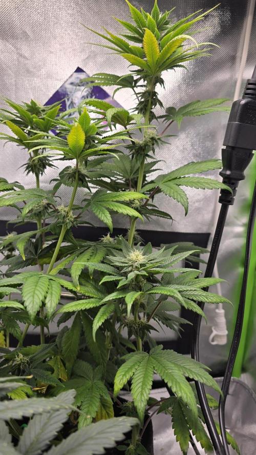 Purple Queen's Royal Rush. Week 8