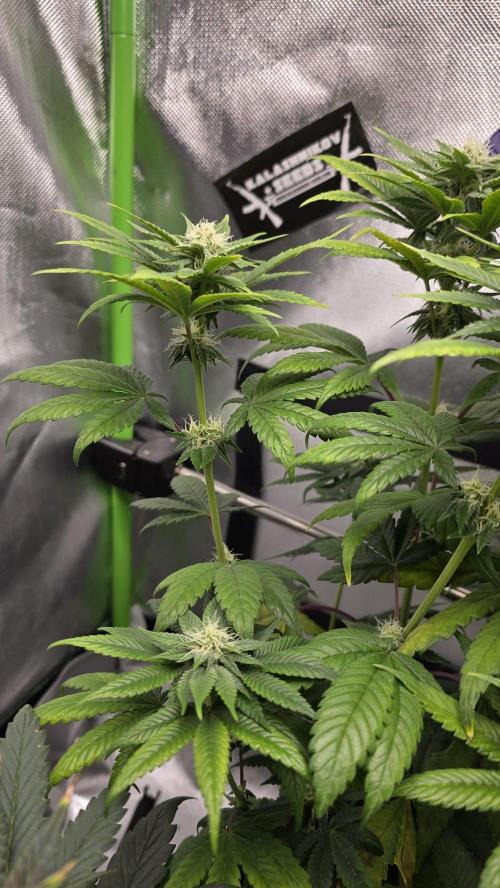Purple Queen's Royal Rush. Week 8