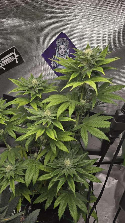 Purple Queen's Royal Rush. Week 8